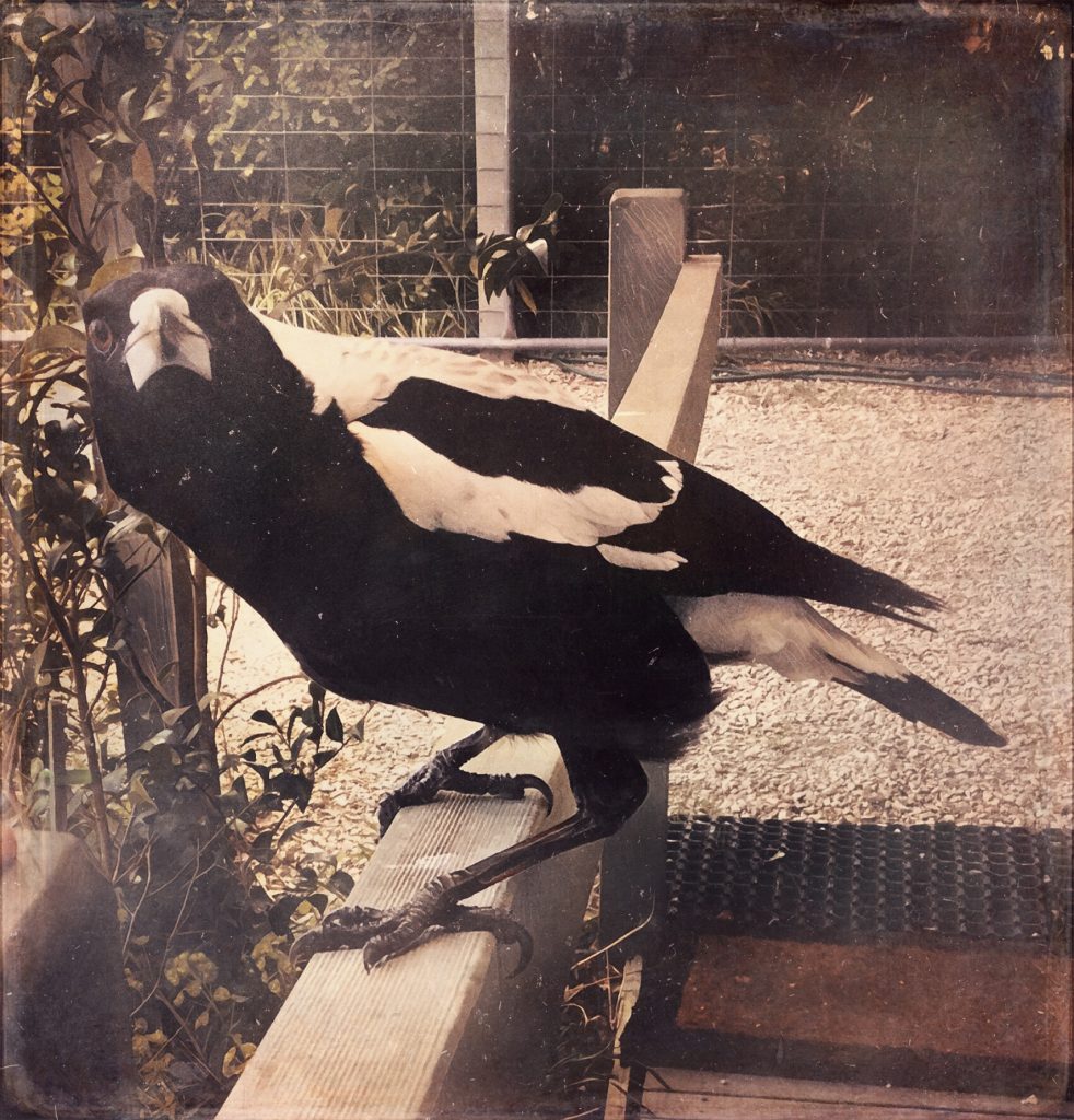 Magpie